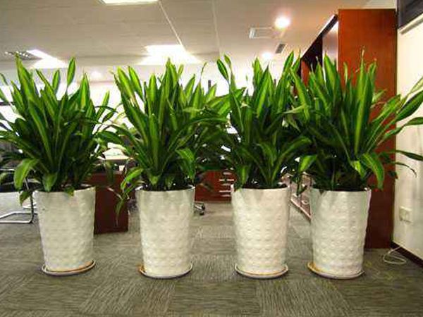 辦公室植物擺放怎么比較好？辦公室擺放植物有哪些？